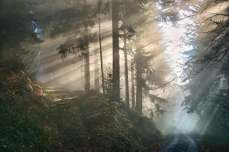 Veiled Whispers